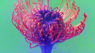 Makro fotograftaki parlak çekim. Tock görüntüleri. Çiçeğin dolaştığı ve orada açtığı şeffaf su. Yüksek kalite 4k görüntü