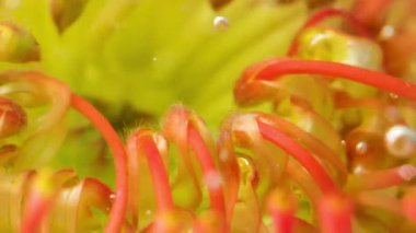 Baloncuklu çiçek tomurcuğuna yakın çekim. Stok görüntüleri. Su altında köpüklü erik köpüğü olan güzel bir tomurcuk. Suyun altındaki parlak egzotik çiçek, izole edilmiş arka planda kabarcıklar..