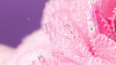 Yaprakların üzerindeki küçük damlalar gibi hava kabarcıkları olan pembe bir çiçek. Stok görüntüleri. Güzel çiçek arkaplanı, Sevgililer Günü konseptiyle