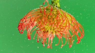 Parlak bir çiçek, Stock görüntüsü. Makro fotoğrafçılıkta açık bir çiçeğin üzerine düşen köpüklerle dolu yeşil bir arka plan. Yüksek kalite 4k görüntü