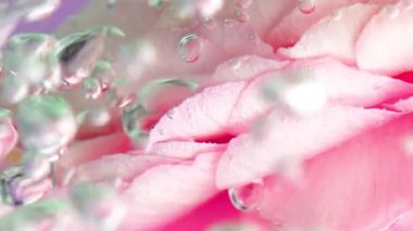 Baloncuklu berrak kristal suda pembe gül yapraklarının aşırı yakın çekimi. Stok görüntüleri. Spa konsepti ve rahatlatıcı sağlık