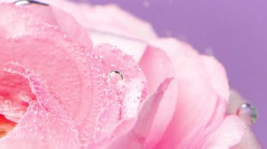 Kabarcıklı pembe taç yapraklarının yakın çekimi. Stok görüntüleri. Su altında baloncukları olan narin gül yaprakları. Köpüklü, ferahlatıcı, berrak suda gül..