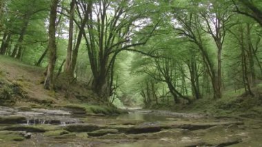 Ormanda küçük şelaleleri olan güzel sular. Yaratıcı. Yazın yeşil ormanda küçük nehir akıntıları olur. Sakin orman nehrinde güzel su akıntıları.