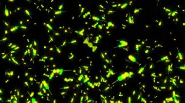 Siyah arkaplan. Tasarım. Canlandırmada küçük boyutta yeşil ve beyaz parçacıklar aşağıdan yukarıya yüksek hızda uçar. Yüksek kalite 4k görüntü