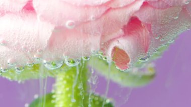 Açık pembe çiçekleri suyun altında büyümüş. Bahçe işleri kavramı. Stok görüntüleri. Pembe arka planda izole edilmiş çiçek yapraklarının etrafında akan sıvı beyaz mürekkep.