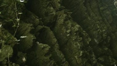 Su yansıtmalı kaya duvar. Yaratıcı. Yeşil ormandaki suyun yansımasıyla sarp bir vadi duvarı. Kayalık geçitteki güzel duvar. Yazın ormandaki suyun yansımaları..