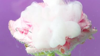 Mor arkaplan. Gri dumanın sanat çekimlerinde izin verdiği gevşek bir gül. Yüksek kalite 4k görüntü