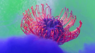 Soyutlanmış parlak bir çiçek. Tak görüntüsü. Üzerinde bir çiçeğin suya indirilip açıldığı ve kabarcıkların onu sardığı parlak bir zemin. Yüksek kalite 4k görüntü