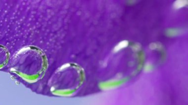 Parlak çiçek yaprakları kabarcıklarına yakın çekim. Stok görüntüleri. Yaprakların kenarlarında oksijen kabarcıkları var. Su altında parlak çiçek yaprakları üzerinde güzel kabarcıklar.