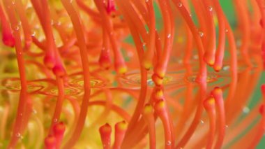 Turuncu ve sarı çiçek tomurcuklarına yakın dur. Stok görüntüleri. Su yüzeyine yansıyan uzun anten şekilli taç yaprakları.