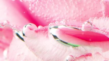 Gül yapraklarında hava kabarcıkları olan güzel bir arka plan. Stok görüntüleri. Yavaşça sallanan çiçek tomurcukları