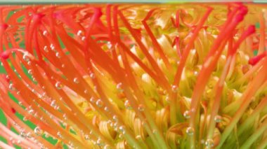 Suyun altında erkek organları olan güzel bir çiçek. Stok görüntüleri. Baloncuklu suyun altında egzotik parlak çiçek. Güzel çiçek kabarcıklarla dolu berrak sularda erir. Proteusla su tazeleniyor .