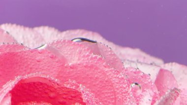 Gül yapraklarının üzerine baloncuk yakın plan. Stok görüntüleri. Suyun altında narin pembe gül yaprakları. Oksijen kabarcıklarıyla temiz suya girdikten sonra.