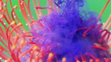 Leylak mürekkebi sisinde su altı çiçeği ve taç yaprakları. Stok görüntüleri. Fantezi çiçekleri, doğa büyüsü, pembe çiçek.