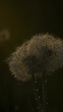 Soğuk çiy tanelerinin altında karahindiba. Yaratıcı. Alışveriş merkezi, güneş ışınlarının düştüğü yeşil çimlerde tüylü beyaz karahindibalar. Yüksek kaliteli FullHD görüntüler