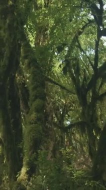 Garip yeşil ağaçlar. Yaratıcı. Ormanda dalları sarkan tropikal ağaçlar.