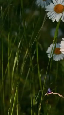 Makro fotoğrafçılık. Yaratıcı. Mor ve beyaz çiçekler yeşil çimlerin arasında yetişiyor. Yüksek kalite 4k görüntü