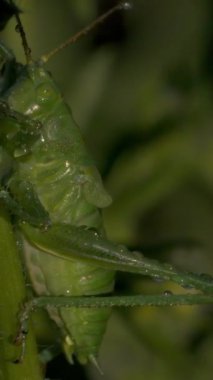 Çimenlerdeki yeşil çekirgelerin yakın çekimi. Yaratıcı. Bitki gövdesinde büyük yeşil bir böcek. Yeşil çekirge ya da çimenlikteki çekirge. Yeşil çayırların Macro dünyası.