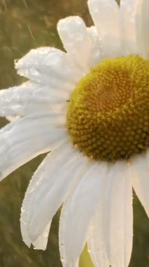 Güzel papatya. Yaratıcı. Üzerinde yağmur damlaları ve siyah böceklerin oturduğu beyaz yapraklı büyük bir tomurcuk. Yüksek kalite 4k görüntü
