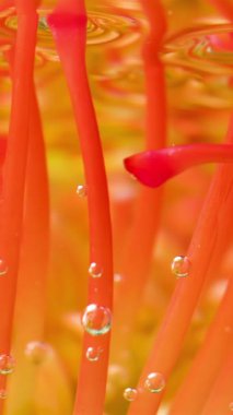 Şeffaf sakin suda alışılmadık parlak turuncu çiçek tomurcuğuna yakın dur. Stok görüntüleri. Çiçekçilik sanatı kavramı
