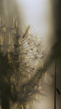 Yumuşak karahindiba yakın çekim. Yaratıcı. Çimenlerde erkek organları olan güzel bir karahindiba. Bulanık arka planda yeşil çimlerin arasında tüylü bir karahindiba. Yaz bitkileri çayırları.