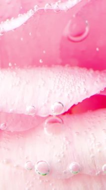 Gül yapraklarının üzerine baloncuk yakın plan. Stok görüntüleri. Suyun altında narin pembe gül yaprakları. Oksijen kabarcıklarıyla temiz suya girdikten sonra.