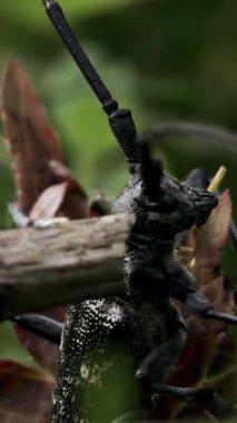 Yaz otlağında oturan böcek. Yaratıcı. Yeşil çayırda oturan küçük bir böcek sopayla bir böceğe dokunuyor.