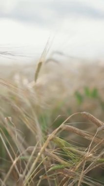 Spikelets tüy çim diğer spikelets tüy çim arka planı. Video. Olgun spikelets Rye içinde düşük güneş arka ışık altın ışınları ile tarım arka plan.