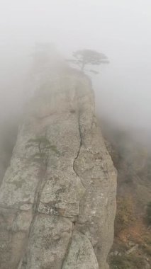 Yeşil ağaçta sis uçurumun kenarında. Vurdu. Yoğun siste dalmış rock taş sütun. Sonbahar sis ve yalnız ağaç kenarında mistik atmosferi.