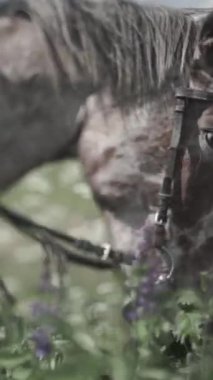 Çim doğanın bir arka plan üzerinde çiğneme at. ATI Hd çim yeme başkanı Close-Up