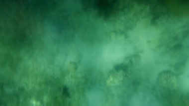 Değişik yeşil renkler ve bulanık elementlerin ortasındaki doğal dokuları gösteren sakin ve güzel bir su altı manzarası. Eylem