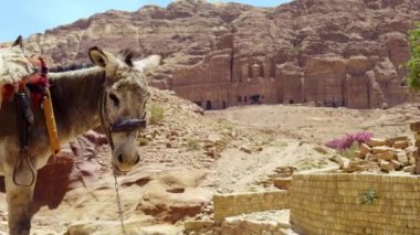 Bir eşek, antik Petra kentinin önünde gururla duruyor ve muhteşem kumtaşı kayalıklarını ustalıkla sergiliyor. Eylem