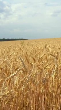 Bulutlu yaz gününde buğday tarlası manzarası. Medya. Bulutlu bir günde buğday tarlasının altın kulakları. Büyük buğday tarlası.