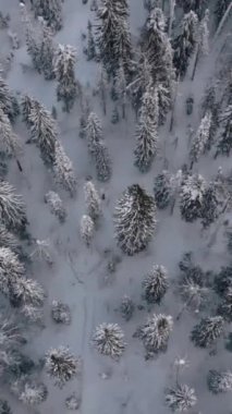 Kış ormanı üzerinde karla kaplı bir hava uçuşu. Şarjör. İnsansız hava aracı tayganın üzerinde uçuyor