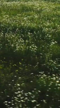 Akşamları sıcak yaz günlerinde yeşil çimlerin arasında, çayırlarda güzel beyaz papatyalar. Resimli yaz manzarası