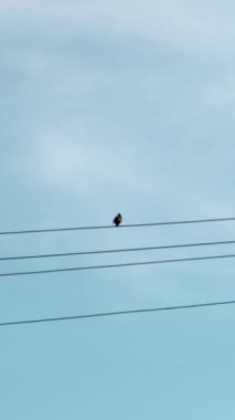 Elektrik hattında oturan kuş. Medya. Mavi bulutlu gökyüzüne karşı Yalnız kuş