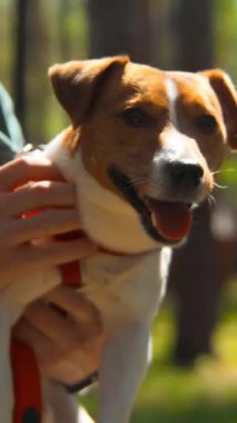 Yeşil bir orman ve çimen arka planında mutlu Jack Russell köpeğini tutan ve okşayan bir adamın portresi. Stok görüntüleri. Kırsalda bir hayvan