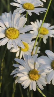 Yeşil çayırlarda güzel beyaz papatyalar. Yaratıcı. Güneş ışınlı romantik papatyalara yakın çekim. Güneş yeşil yaz çimlerinde papatyaları aydınlatır.