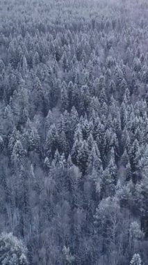 Aralık ayının dondurucu soğuğu. Şarjör. Birbirine yakın duran köknar ağaçlarının helikopter görüntüsü. Yüksek kalite 4k görüntü