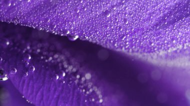 Mor yapraklar. Tock görüntüleri. İçinde küçük kabarcıklar olan su mor yaprakların üzerinde yatıyor. Yüksek kaliteli FullHD görüntüler