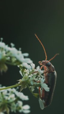 Çiçekte büyük bıyıklı bir böcek. Makro fotoğrafçılık. Yaratıcı. Küçük bir böcek küçük beyaz bir çiçeğin üzerinde yürüyor.