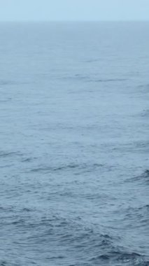 Dalgalı mavi deniz ve yüzen yunuslar. Şarjör. Bulutlu havada açık denizde yüzen vahşi yunuslar. Okyanus yüzeyinde yüzen yunusları görmek heyecan verici..