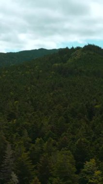 Orman yeşili vadisiyle güzel dağ manzarası. Şarjör. Dağlardaki yeşil ormanın yoğun bitkileri. Yoğun yeşil ormanları ve ekosistemi olan inanılmaz dağlar..