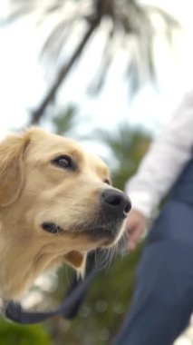 Zarif bir adamla güzel bir Golden Retriever. Başla. İnsan en iyi dostu köpektir. Evcil hayvanlar sahiplerine benzer ve bu Golden Retriever sahibi kadar zarif..