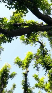 Aşağıdan güzel kıvrımlı ağaçların yeşil dallarını seyret. Başla. Şehir sokaklarında yeşil yaprakları olan güzel eğri ağaç dalları mavi gökyüzü arka planında güneş ışığıyla aydınlatılır..