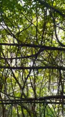 Büyük ağaçlar ve yeşil taçlarla tropikal bir ormanda ilerliyorlar. Başla. Yeşil yapraklı dalların alçak açılı görüntüsü