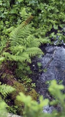 Yeşil ormanda yağmur damlaları olan güzel bir su birikintisi. Stok görüntüleri. Eğreltiotlarının arasındaki yağmur birikintisi ve ormandaki yeşil bitki örtüsü. Yağmur damlalarındaki güzellik yüzey havuzlarındaki dalgalanmalarla.