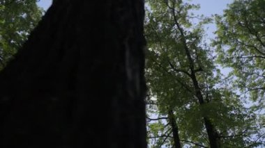 Sakin ve sakin bir çekim, açık mavi gökyüzünün altında canlı yapraklarla birlikte yükselen ağaçlar sergiliyor. Kırp