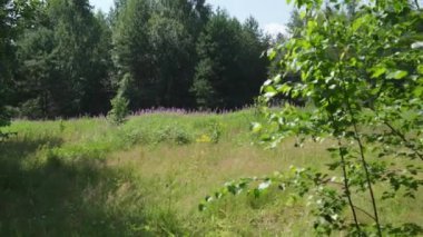 Parlak yeşilliklerle ve berrak gökyüzünün altında açan mor kır çiçekleriyle dolu güzel sakin bir çayır manzarası. Kırp