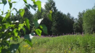 A beautiful and serene landscape showcasing vibrant greenery and lush trees set against a bright blue sky. Clip